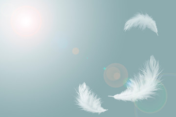 White Bird Feathers Floating in The Sky. Fluffy Downy. Freedom, Falling Freely, Peace. Softness of...
