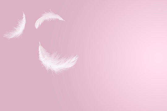 abstract solf white feathers floating in the air, pink background