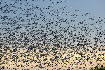 Black-tailed godwit, Limosa limosa, group in flight