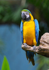 Colorful Scarlet Macaw