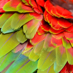Obraz premium Colorful feathers, Harlequin Macaw feathers background texture