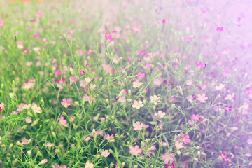 Beautiful Pink gypsophila flower vintage style . Closeup