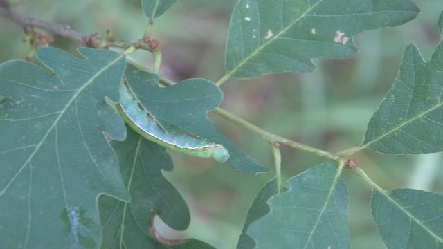 moth, inch-worm of carpet, geometrid (Geometridae) possible Operophtera sp. on oak leaves. Forest pests. Valley of river Pshish, Main Caucasian ridge