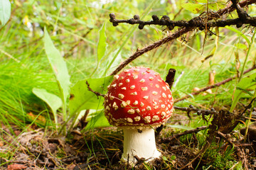 photo beautiful mushroom