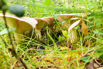 photo beautiful mushroom