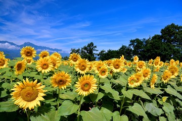 明野のひまわり畑