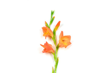 Fototapeta na wymiar Beautiful orange Gladiolus flower on white background
