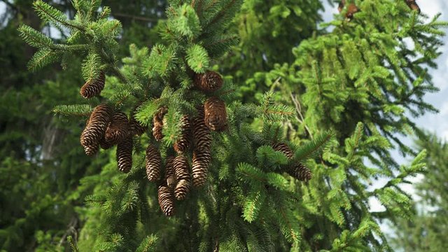 Pinecones on a spruce tree &ndash; static shot