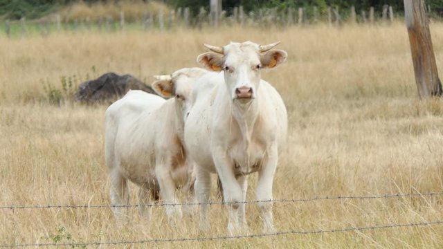 Male Cow of the Charolais breed in a dry pasture looking straight ahead, Poitou Charente, France, Europe.