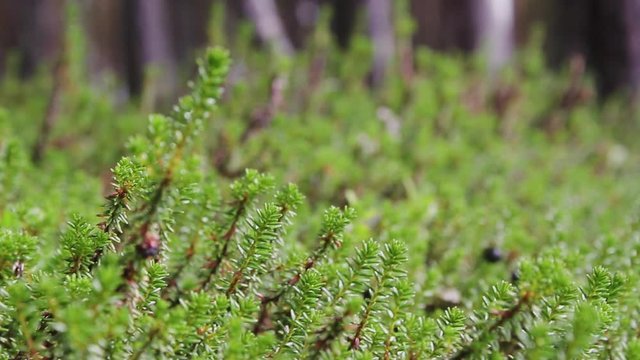 A shot of some plants with the focus going in and out of focus. Shot on a Canon 80D