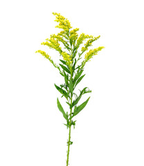 Yellow spring flowers (Solidago) in a glass vase Isolated on white background.