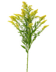 Fototapeta na wymiar Yellow spring flowers (Solidago) in a glass vase Isolated on white background.