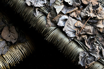 Fallen leaves on the roof