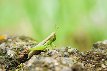 Grasshopper on rock isolated with green background.