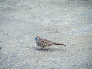 Dove at the concrete floor, The spotted dove or (spilopelia chinensis) or mountain dove or pearl-necked dove or lace-necked dove or spotted turtle-dove.