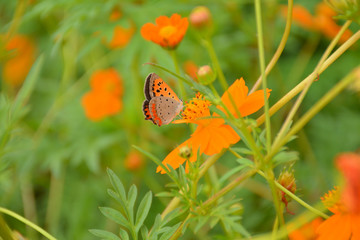 チョウ　キバナコスモス