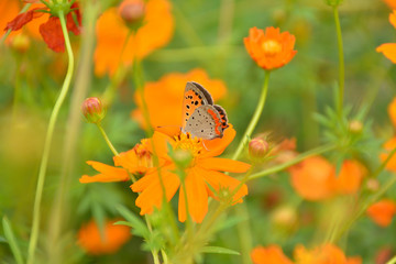 チョウ　キバナコスモス