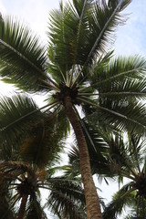 Palm Trees