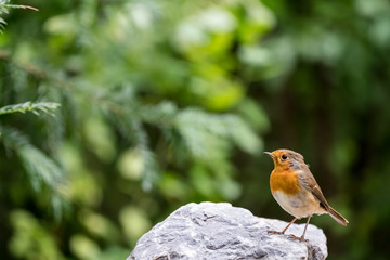 An European Robin