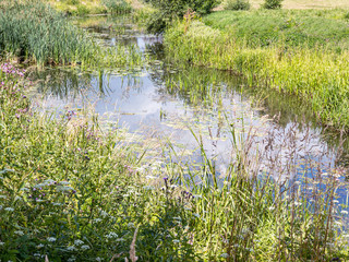 green reeds on the river on sunny summer day. natural background