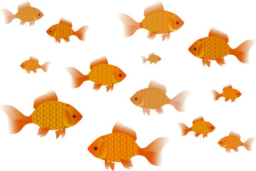 Goldfish swim back and forth. A lot of little goldfish.