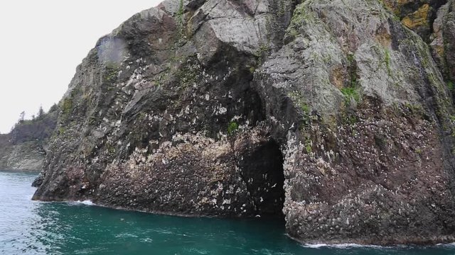 WS rock cliffs filled with roosting Glaucous Gulls in Kenai Fjiords National park