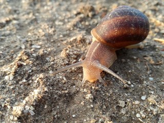 Terrestrial invertebrate walking with its shell over the earth at sunset. Ground background. Snail.