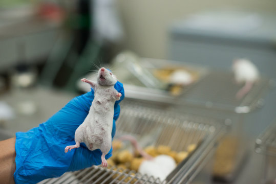 Vaccine test on laboratory mouse Lab rats 