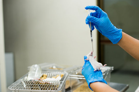 Research staff are injecting the mouse into animals,Experimental animals,Vaccine test on laboratory mouse Lab rats.