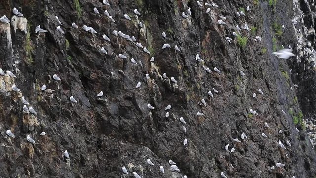 Glaucous Gulls roosting on rock face in Kenai Fjiords National Park, Alaska