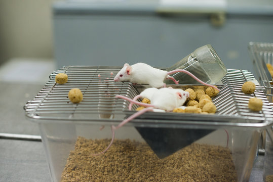 Vaccine test on laboratory mouse Lab rats 