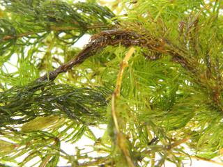 seaweed isolated on white background