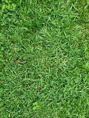 Overhead picture of green meadow grass freshly cut and short.