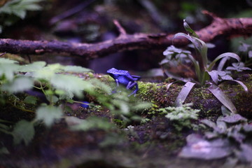 アイゾメヤドクガエル