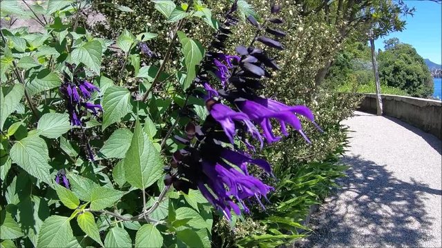 Isola Madre garden and Stresa.Pallanza,Palazzo Borromeo
Lago Maggiore, Italy