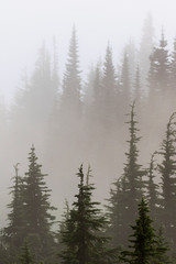 Foggy scenes in the pacific northwest