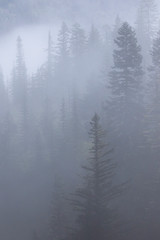 Fog and mist in the pacific northwest forest