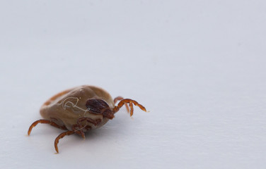 Research and treatment of diseases caused by ticks and fleas 