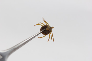 Help clean up the Dog with an attached tick 