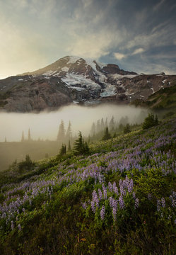 Mt Rainier creates a foggy scene with wildflowers