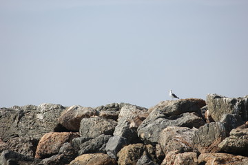Newport Seagull on Rocks