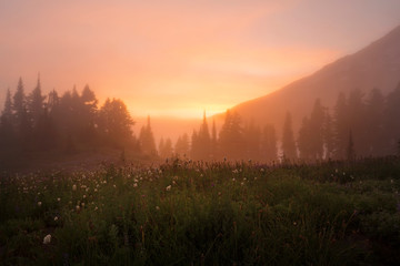 Sunset glow through the fog surround mt rainier and wildflowers