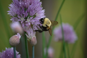 bee on a purple chive flower