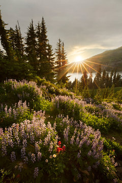 Wildflowers fill the hills and meadows in mt rainier national park washington state