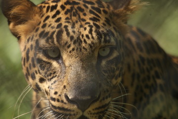 Fototapeta na wymiar jaguar in a cage