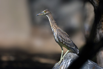 The black-crowned night heron (Nycticorax nycticorax), commonly night heron, young birds on the stone with yellow background.