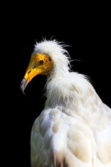 The Egyptian vulture (Neophron percnopterus), also called the white scavenger vulture or pharaoh's chicken. Vulture portait with black background.