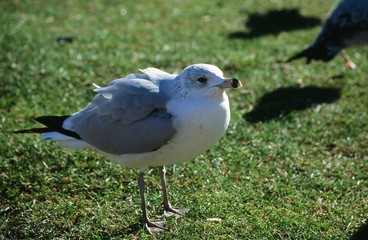 Obraz premium アメリカのカモメ