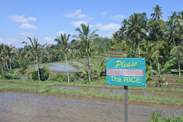 Rice field in Jatiluwih rice terraces in Bali Indonesia