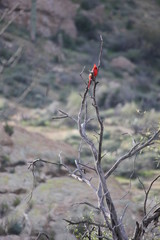 Cardinal Bird